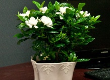 Подарок на все случаи жизни