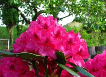 Уход за рододендронами