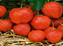 Все о клубнике