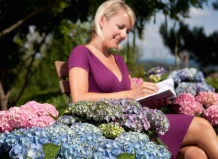 Если гортензия отказывается цвести