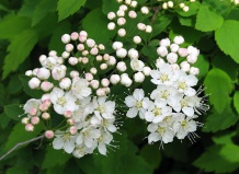 Боярышники в ландшафтном дизайне