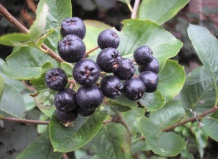 Красота и польза: ирга, войлочная вишня, арония