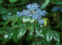 Красота и польза: магония, кизил, барбарис 