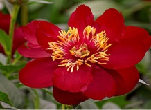 Челси: тренды-2013