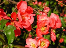 Красота и польза: хеномелес 