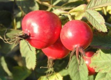 Красота, и польза: шиповники