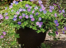 Новые сорта многолетников для Вашего сада