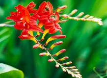 Лучшие многолетники для букетов