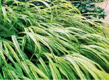 30 простых в уходе почвопокровных