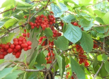 Красота и польза: лимонник