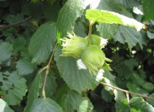 Красота и польза: лещина