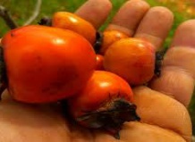  Красота и польза: хурма