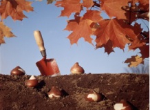 Осенняя посадка весенних луковичных цветов