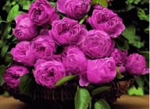 Посадка пионов