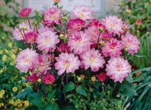 Георгины для хорошего настроения