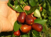 Красота и польза: зизифус