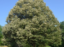 Липа - фаворит городского озеленения