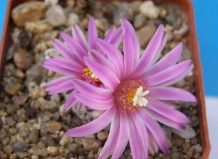 Турбиникарпусы – кактусные миниатюры