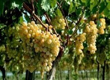 Посадка винограда