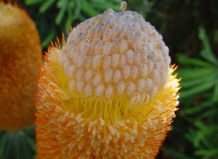 Банксии и дриандры