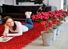 Комнатные растения не только для украшения окон