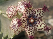 Суккуленты из семейства ластовневых: караллюма, орбеопсис и дувалия