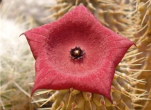 Суккуленты из рода Худия