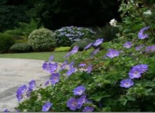 Герань садовая - мастерица на все руки