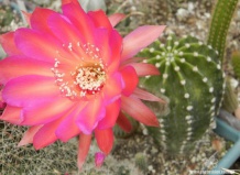 Что в имени тебе моем?... Пояснения названий рода Эхинопсис