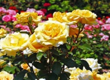 Здоровые розы без всякой химии