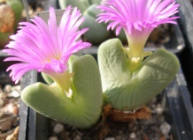 Конофитум билобум и его близкие родичи