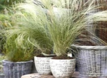 Декоративные злаки в кадках – украшение для сада