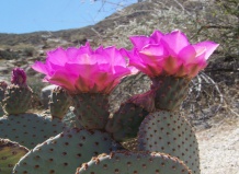 Техас – эпицентр кактусной флоры США. Часть 1