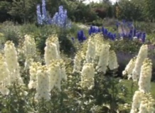 Фантастические дельфиниумы на любой вкус 