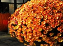 Уход за горшечными хризантемами