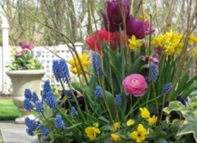 Руководство по осенней посадке луковичных цветов 