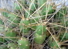 Род Тефрокактус (окончание)