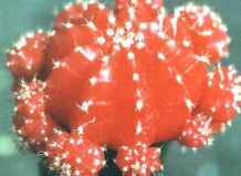 «Цветные» формы кактусов. Их природа и культура