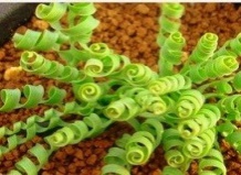 Спиральный суккулент 