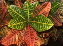 Что делать, если кодиеум сбрасывает листья