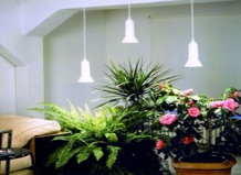 Зимняя депрессия на подоконнике