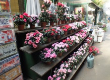 Цветы Парижа