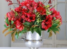 Гиппеаструм – рождественское чудо