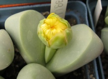 Короткостебельные суккуленты семейства Мезембриантемовых. Часть 1