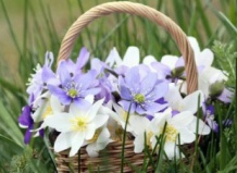 Печеночница - лесной дух в весеннем саду