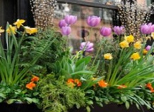 Цветочный водевиль на весеннем балконе