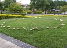 Ведьмины круги на газоне