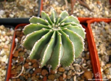 Монотипные роды кактусов – представители видового «одиночества»