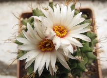 Монотипные роды кактусов – представители видового «одиночества». Часть вторая