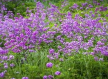 Многолетники из дикой флоры для проблемных зон в саду